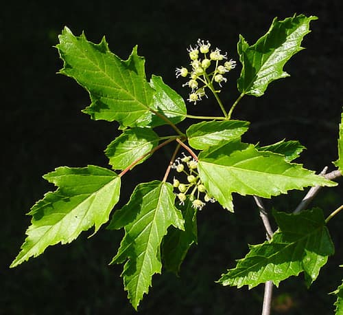 Amur Maple (Acer ginnala)