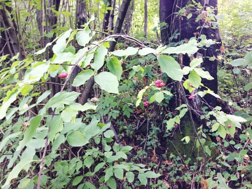 Spindle (Euonymus europaeus)
