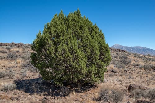 Western-cedar (Juniperus occidentalis)
