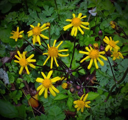 Golden Groundsel (Packera aurea)
