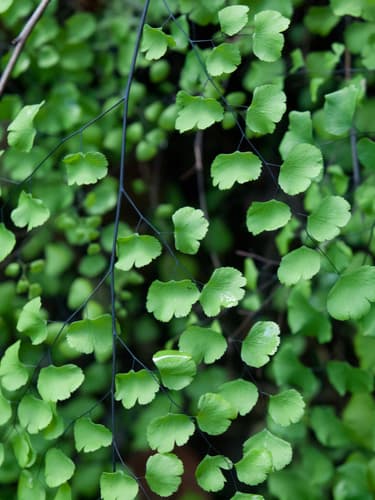 California maidenhair fern (Adiantum jordanii)