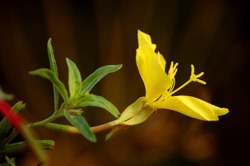Hooker's Evening Primrose (Oenothera elata)