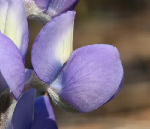 Gray's Lupine (Lupinus grayi)