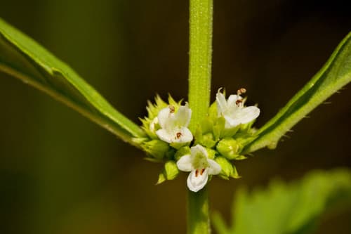 American Bugleweed (Lycopus americanus)