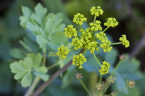 California Lomatium (Lomatium californicum)