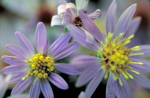 Short's Aster (Symphyotrichum shortii)