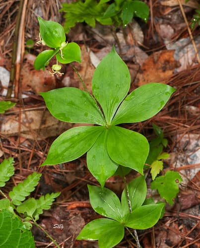 Indian Cucumber (Medeola virginiana)