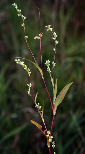 Dotted Smartweed (Persicaria punctata)