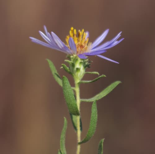 Aromatic Aster (Symphyotrichum oblongifolium)