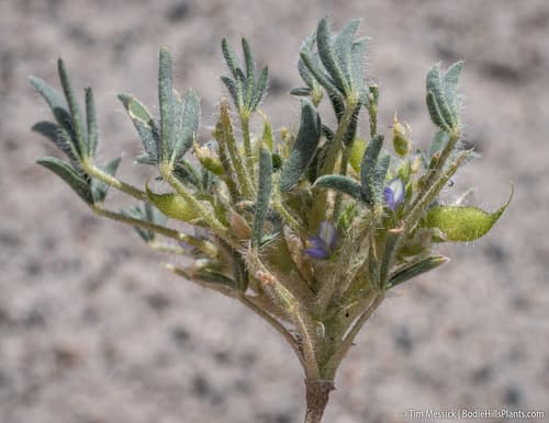Rusty Lupine (Lupinus pusillus)