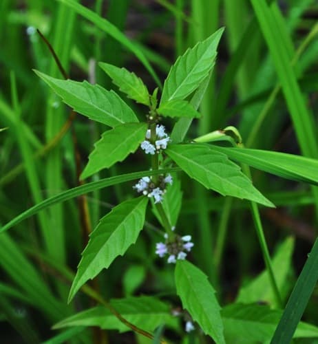 Northern Bugleweed (Lycopus uniflorus)