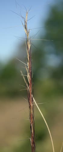 Arrow-Feather (Aristida purpurascens)