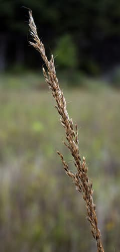 Wood Grass (Sorghastrum nutans)