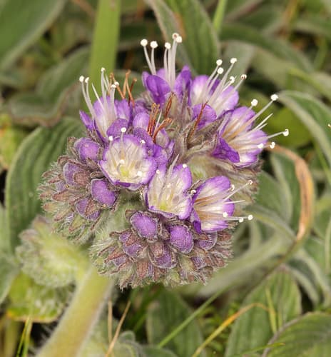 California Phacelia (Phacelia californica)