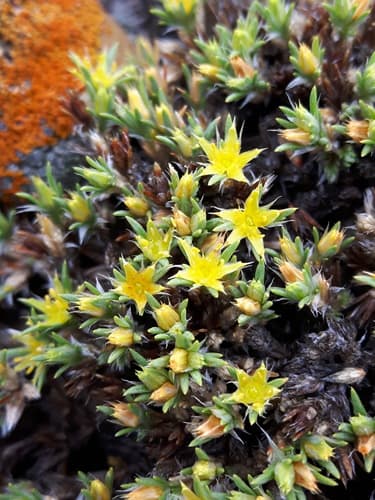 Creeping Nailwort (Paronychia sessiliflora)