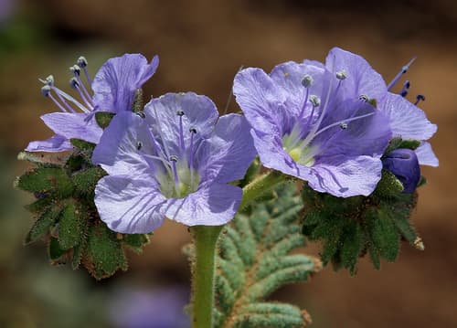 Great Valley Phacelia (Phacelia ciliata)