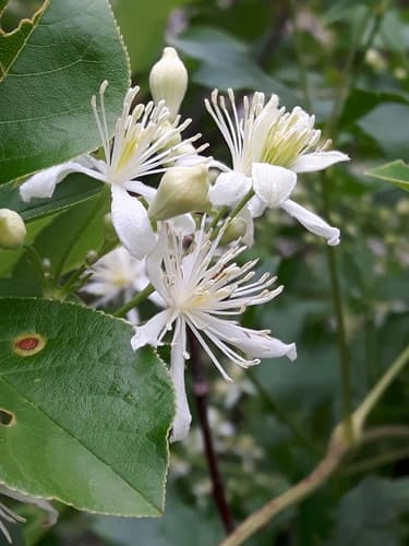 Old-man's-beard (Clematis ligusticifolia)