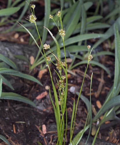 Pacific Woodrush (Luzula comosa)