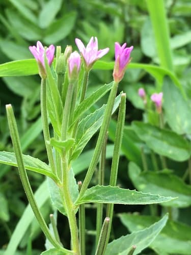 American Willowherb (Epilobium ciliatum)