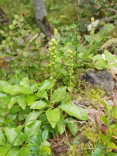 Serrated-wintergreen (Orthilia secunda)
