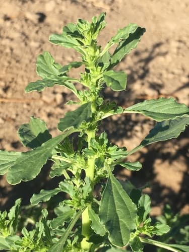 Stiff Tumbleweed (Amaranthus albus)