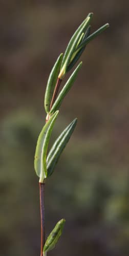 Bog-laurel (Kalmia polifolia)