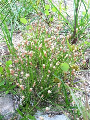 White Spikerush (Eleocharis albida)