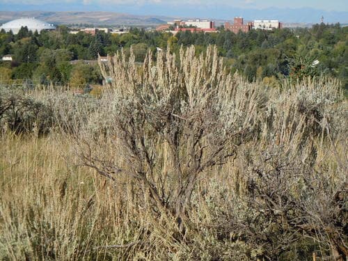 Basin Sagebrush (Artemisia tridentata)