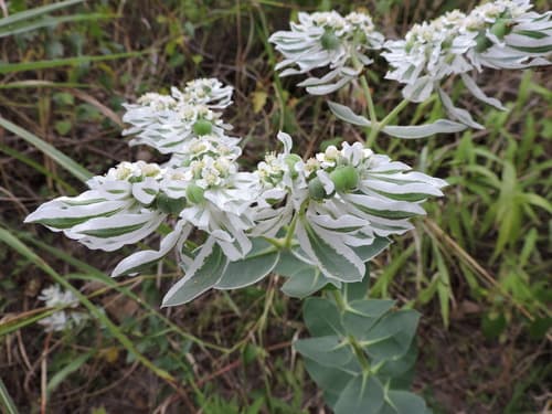 Variegated Spurge (Euphorbia marginata)
