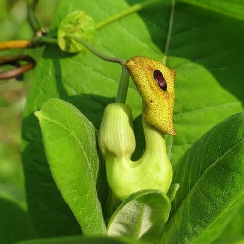 Dutchman'S-Pipe (Isotrema macrophyllum)