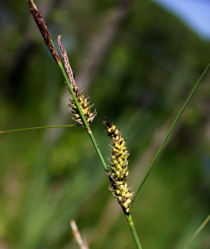Slender Sedge (Carex lasiocarpa)