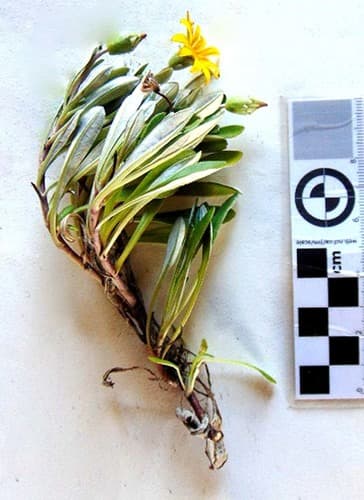 Treasure-flower (Gazania rigens)
