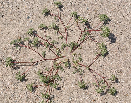 Manybranched Ipomopsis (Ipomopsis polycladon)