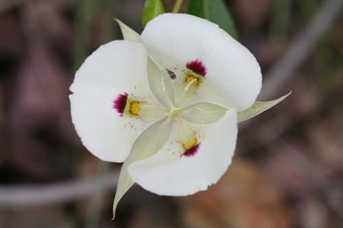 White Mariposa Lily (Calochortus eurycarpus)