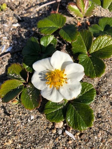 Beach strawberry (Fragaria chiloensis)