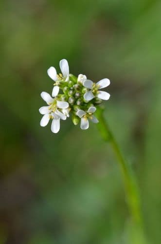 Hairy Rockcress (Arabis hirsuta)