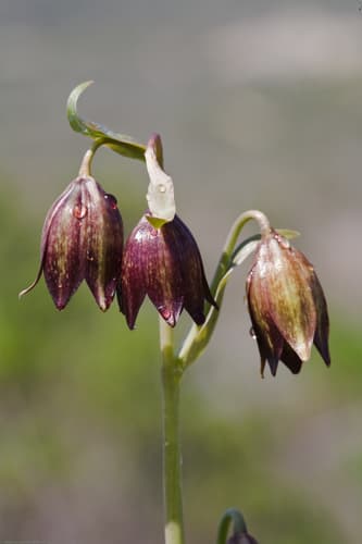 American Chocolate Lily (Fritillaria biflora)