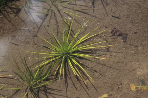 Bolander's Quillwort (Isoetes bolanderi)