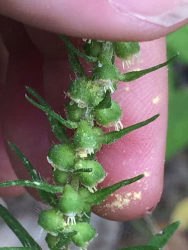 Marsh-elder (Iva annua)