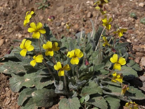 Pine Violet (Viola purpurea)