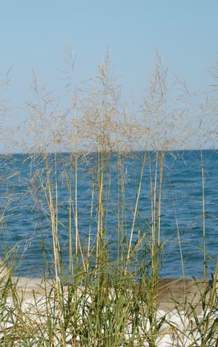 Sand Reedgrass (Sporobolus rigidus)
