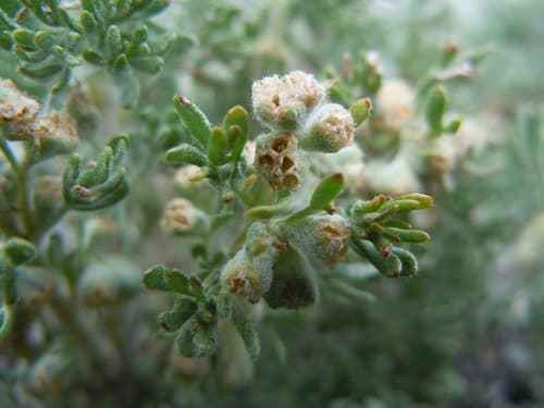 Bud Sagebrush (Picrothamnus desertorum)