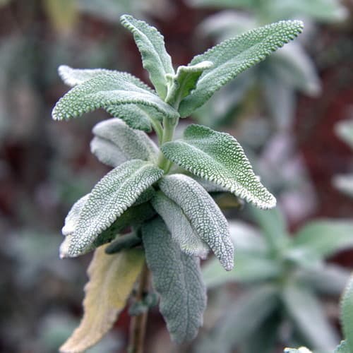 Purple Sage (Salvia leucophylla)