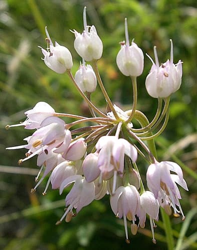 Wild Onion (Allium cernuum)