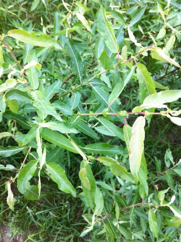 Missouri River Willow (Salix eriocephala)