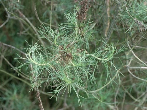 California Sagebrush (Artemisia californica)