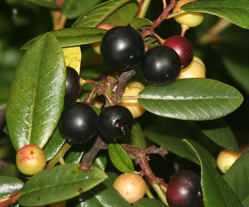 California Buckthorn (Rhamnus californica)