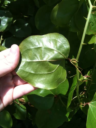 Evergreen Oak (Smilax rotundifolia)