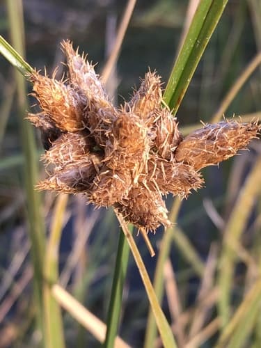 Sea Club-rush (Bolboschoenus maritimus)