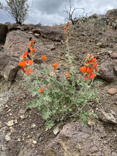 Munro's globemallow (Sphaeralcea munroana)